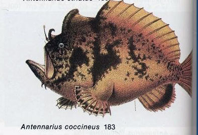 Antennarius coccineus